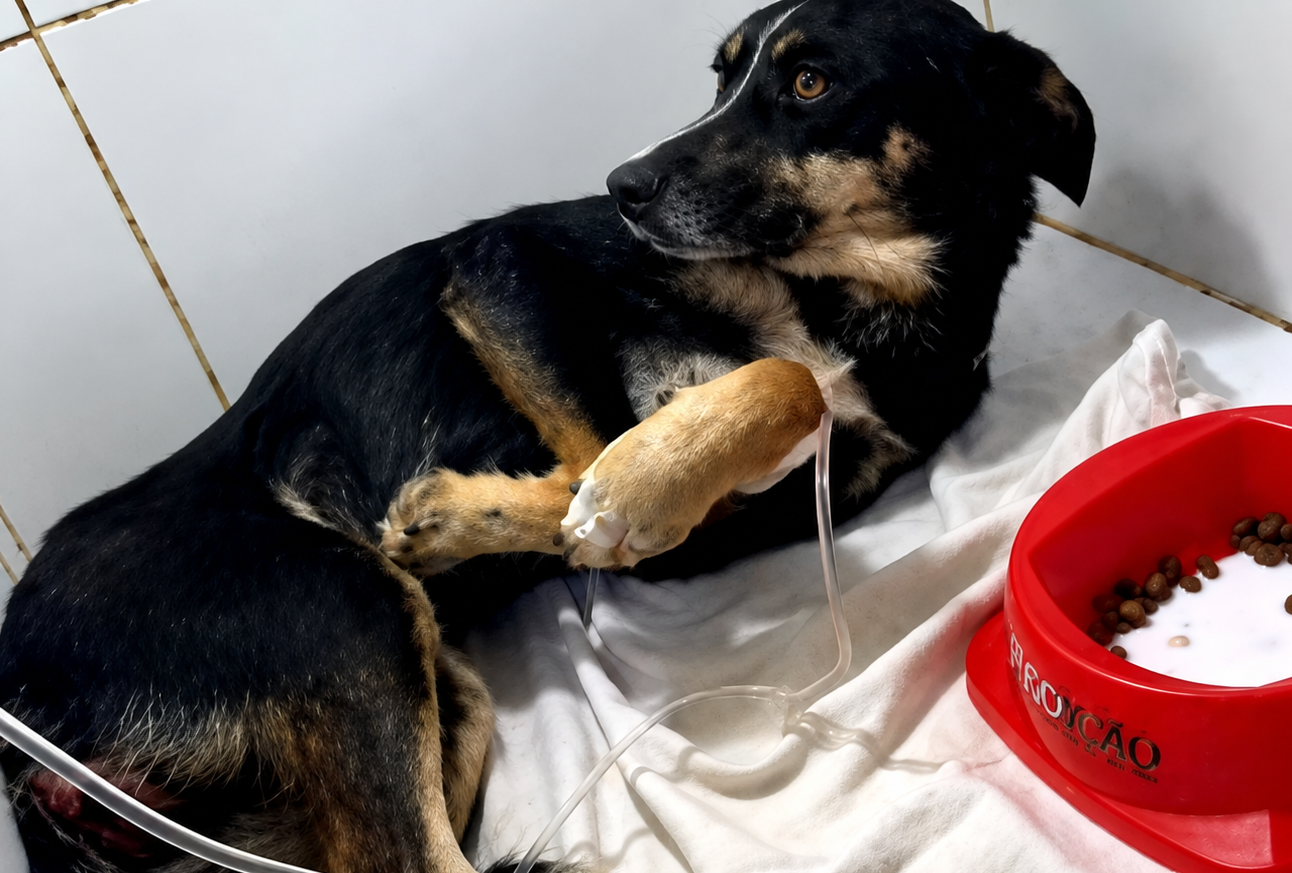 Pretinha recebendo cuidados veterinários